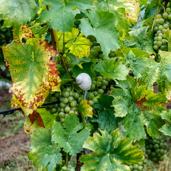 Weinbergsbegehung