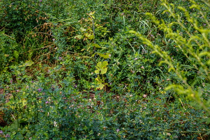 20170819 114605-IMG 3541