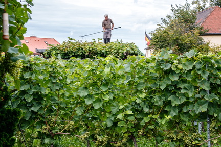 20170819 115115-IMG 3547