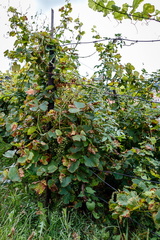 20170819 125457-IMG 3561