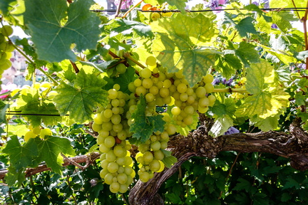 20170819 153900-IMG 3578