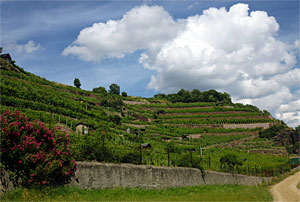 Weinberge an den Katzenstufen